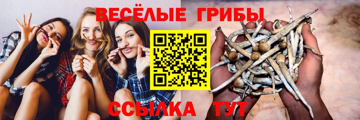 Галлюциногенные грибы Psilocybe Донецк